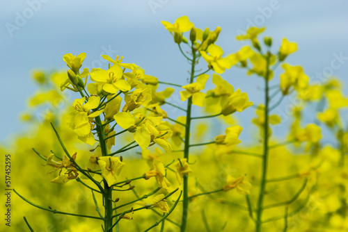 The rapeseed field blooms with bright yellow flowers on blue sky in Ukraine. Closeup