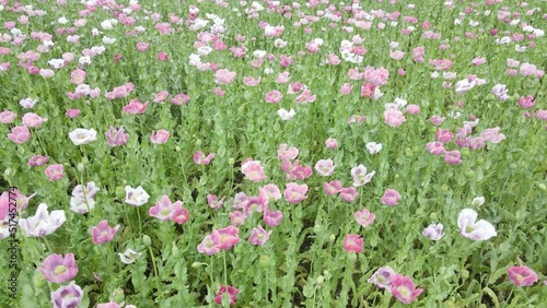 drone flight over field with lots of colorful, pink, white poppies