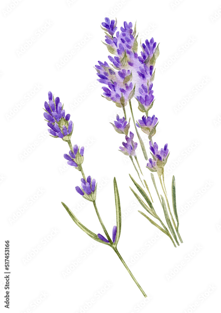 Naklejka premium purple lavender flowers watercolor hand drawn floral elements. Can be used as poster, print,packaging, element design, label, postcard, invitation, greeting card.