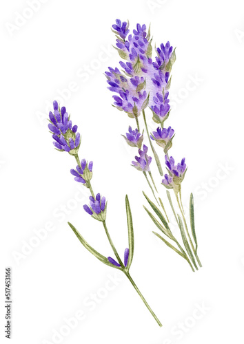 purple lavender flowers watercolor hand drawn floral elements. Can be used as poster, print,packaging, element design, label, postcard, invitation, greeting card.
