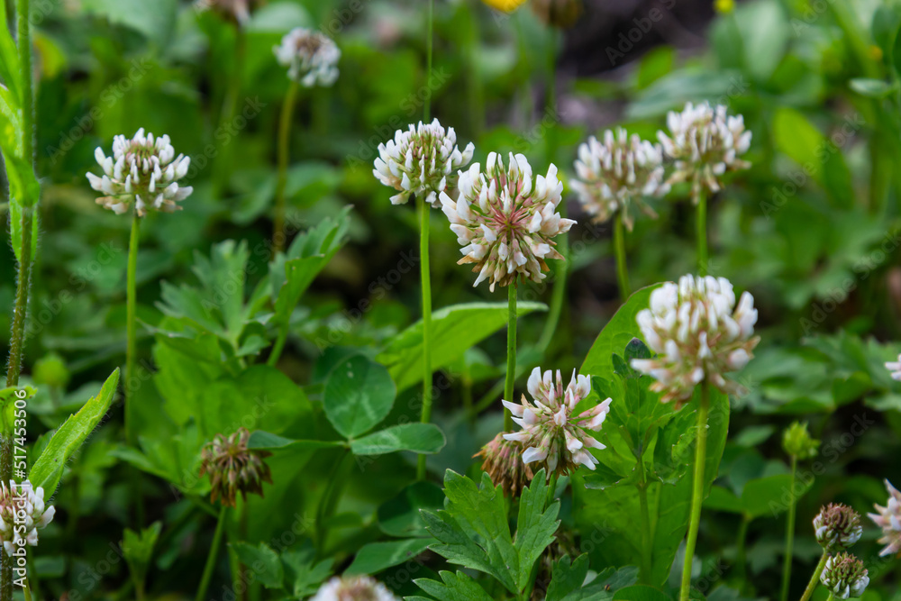 White clover aka Trifolium repens in grass on summer meadow. Close up of shamrock flower in green blurred background. Nectar source flowering plant White clover aka Trifolium repens in grass on summer meadow. Close up of shamrock flower in green blurred background. Nectar source flowering plant