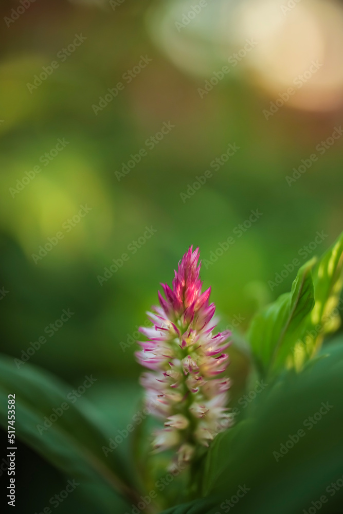 Plumed Cockscomb. Pink and white . A single bloom Plumed Cockscomb. Pink and white . A single bloom