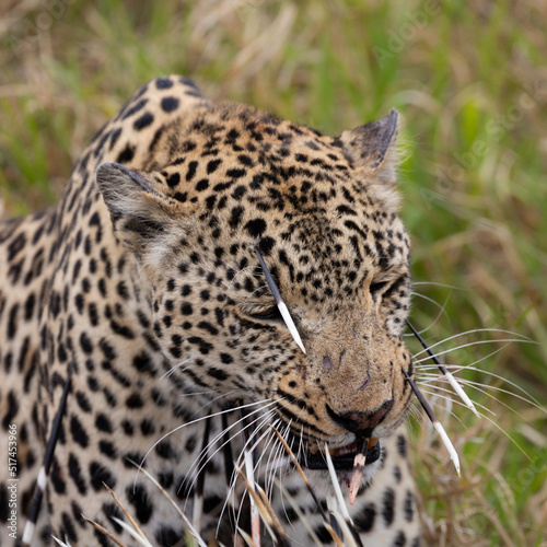 Leopard hunt and kill an African porcupine © Jurgens