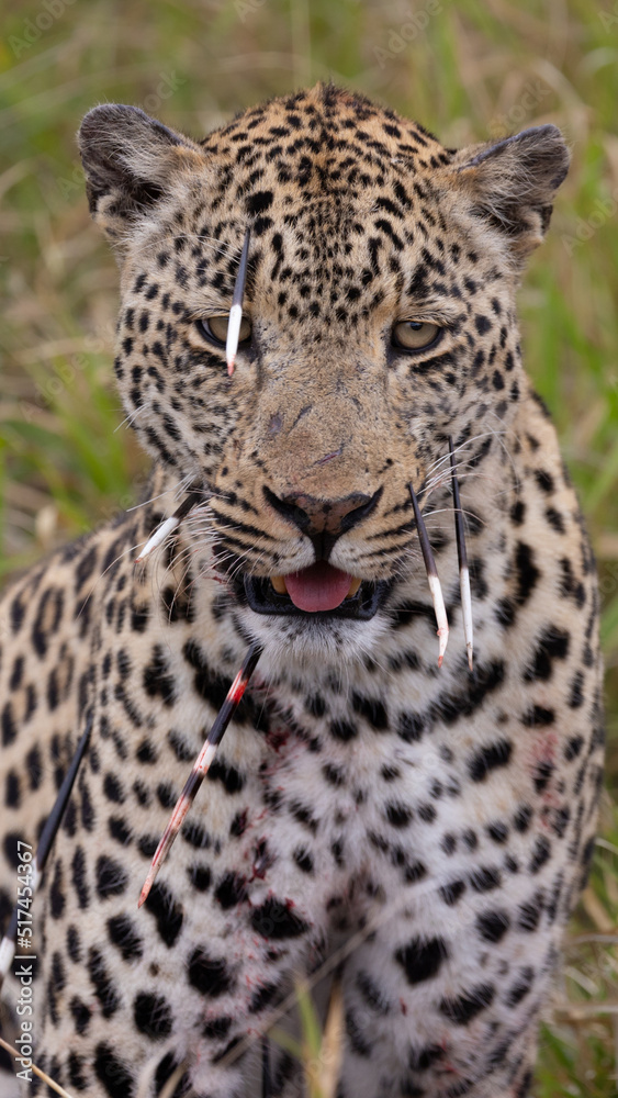 Leopard hunt and kill an African porcupine Leopard hunt and kill an African porcupine