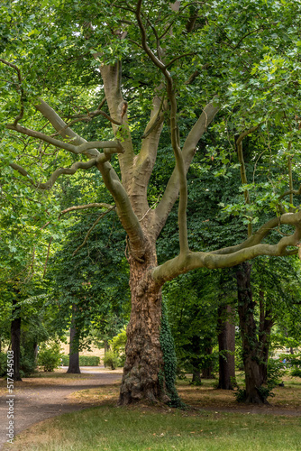 a beautiful tree in a city park