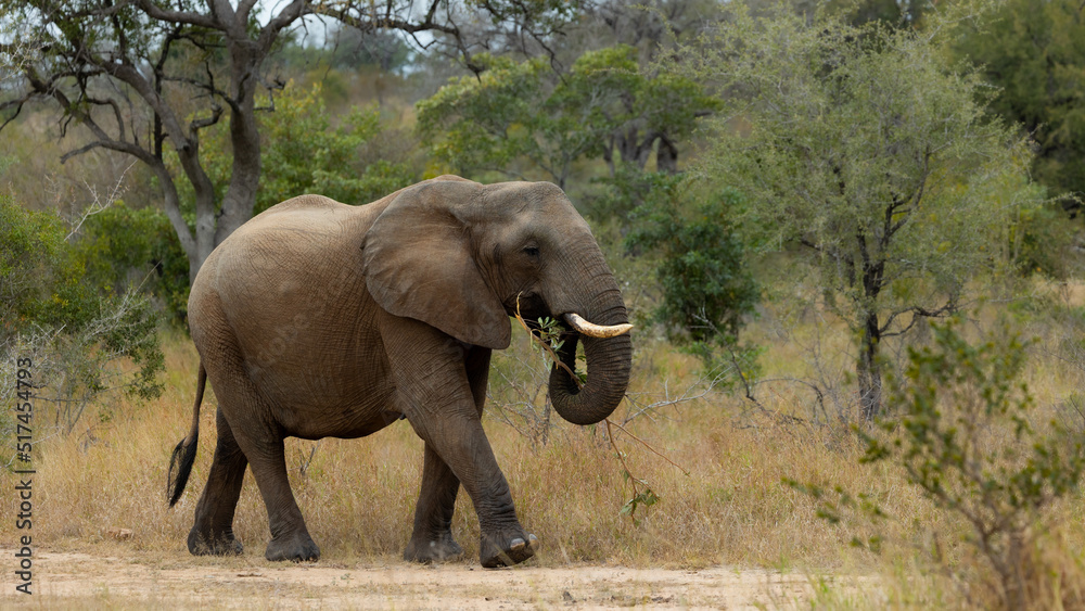 African elephant feeding on a branch