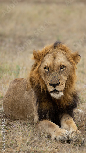 Wallpaper Mural a Mature black mane lion Torontodigital.ca