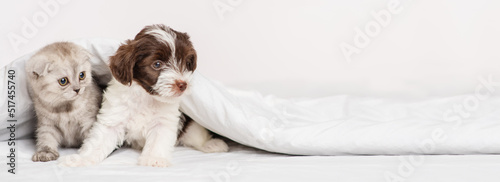 A small puppy of the Yorkshire terrier breed in black and white lies next to a gray kitten of the Scottish breed under a blanket on a bed at home. Puppy and kitten on the bed lying together