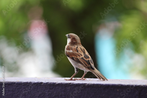 Little cute male house sparrow on wall