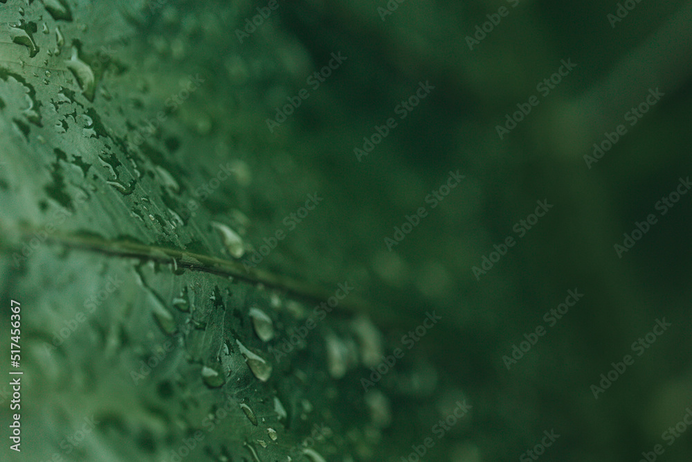Big green monstera with dew drops in the rainy season. concept of nature Big green monstera with dew drops in the rainy season. concept of nature