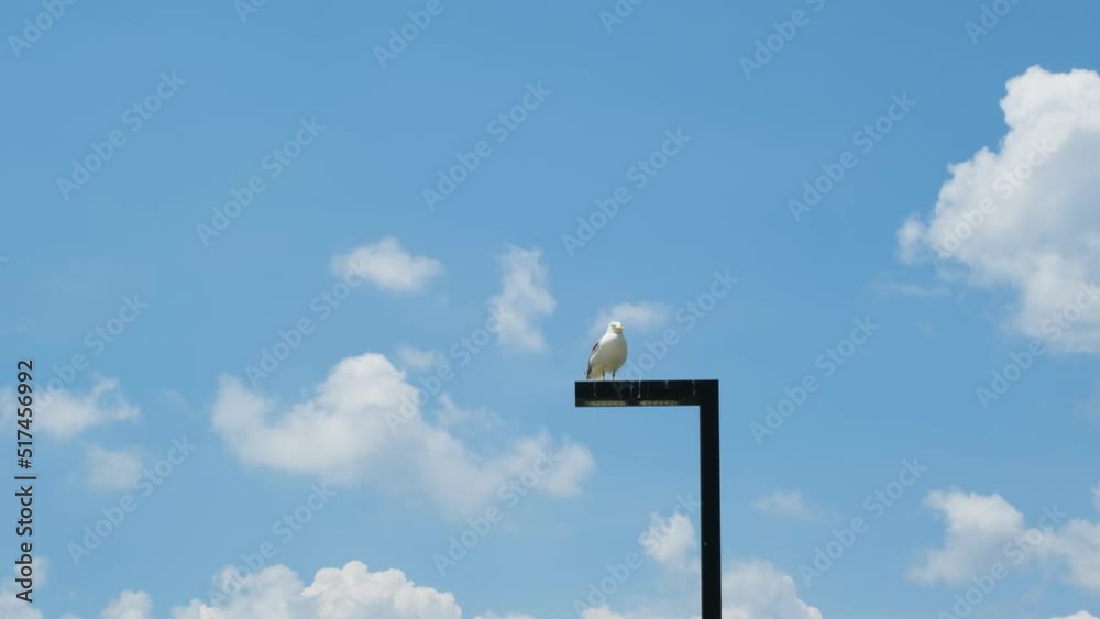 Seagull on the light pole, cloudy weather, 4k 60 fps wild bird footage, Istanbul street with a seagull, blue sky Seagull on the light pole, cloudy weather, 4k 60 fps wild bird footage, Istanbul street with a seagull, blue sky