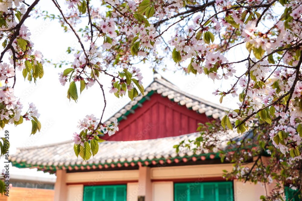 Korean traditional roof with pink cherry blossoms flowers Korean traditional roof with pink cherry blossoms flowers