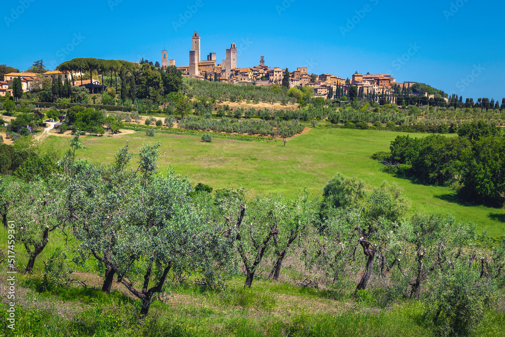 Beautiful San Gimignano view from the olive plantation, Tuscany, Italy