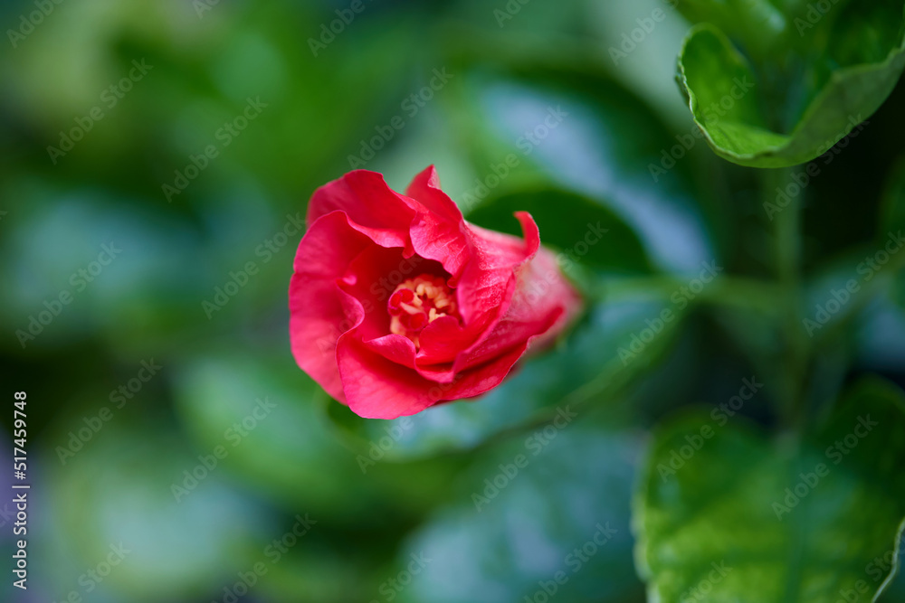 close-up view of red hibiscus flower	blooming on green leaf
