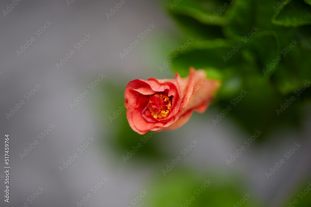 close-up view of red hibiscus flower blooming on green leaf
close-up view of red hibiscus flower blooming on green leaf