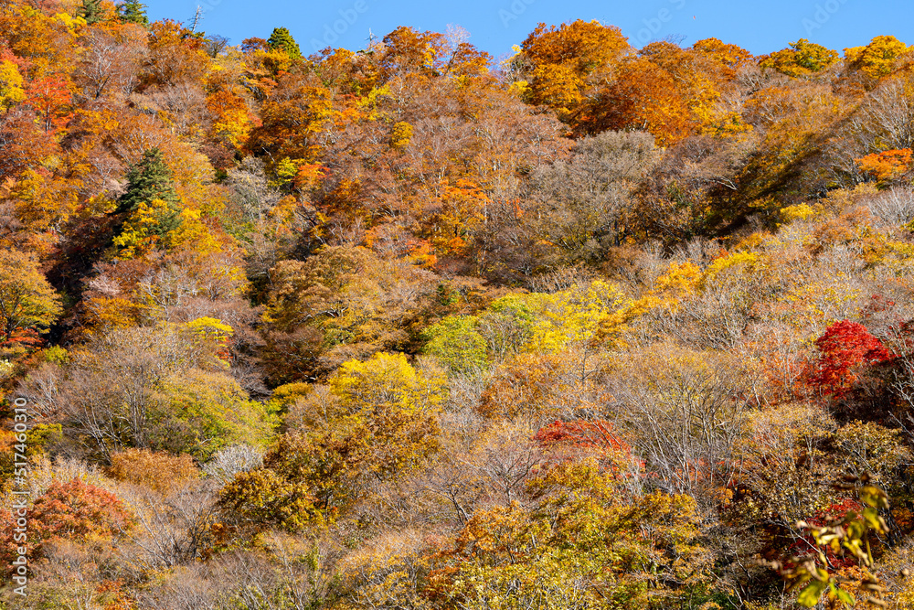 紅葉真っ盛りの白山国立公園・蛇谷自然観察園