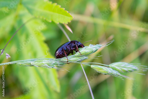 beetle Asemum striatum photo