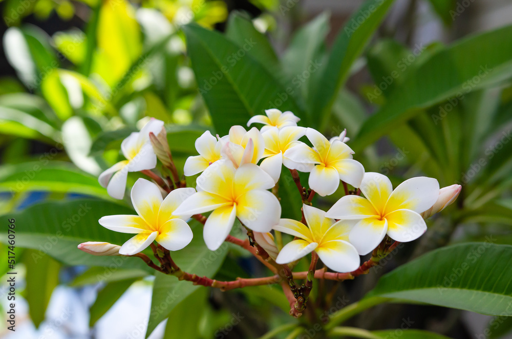 The beauty of the frangipani flowers in the garden The beauty of the frangipani flowers in the garden
