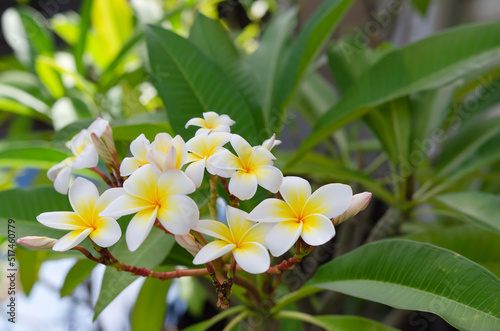 The beauty of the frangipani flowers in the garden photo