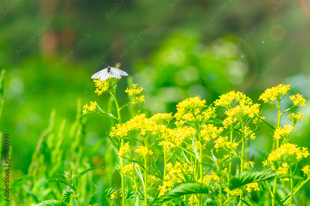 Aporia crataegi. Pieridae. A white butterfly sits on a yellow flower in a field on a green background with an empty space for the signature, for the text Aporia crataegi. Pieridae. A white butterfly sits on a yellow flower in a field on a green background with an empty space for the signature, for the text