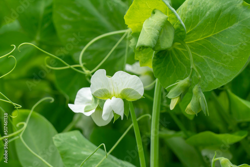 Photography Flowering pea plant. White flowers close up.