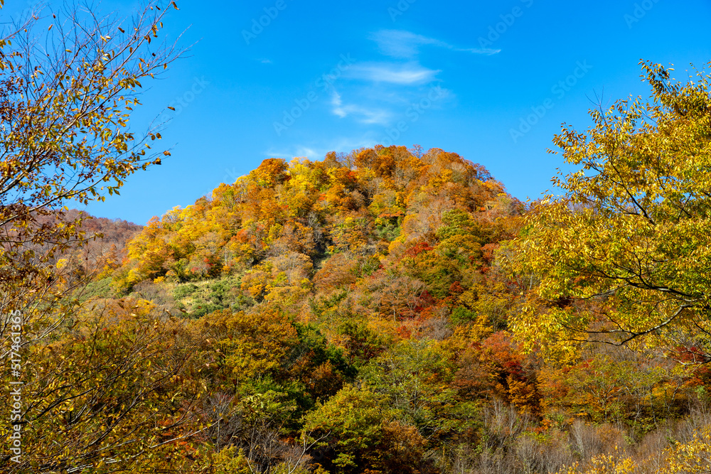 紅葉真っ盛りの白山国立公園