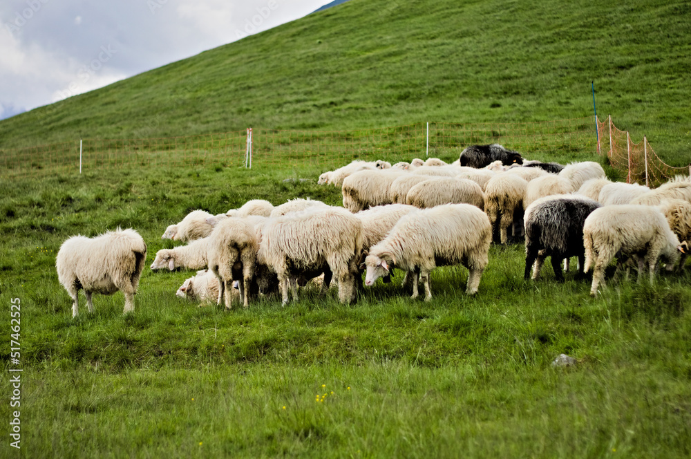 Pasące się owce na górski, polskim zboczu, na hali, w tatrach, szlak na Morskie Oko, Zakopane. - obrazy, fototapety, plakaty 