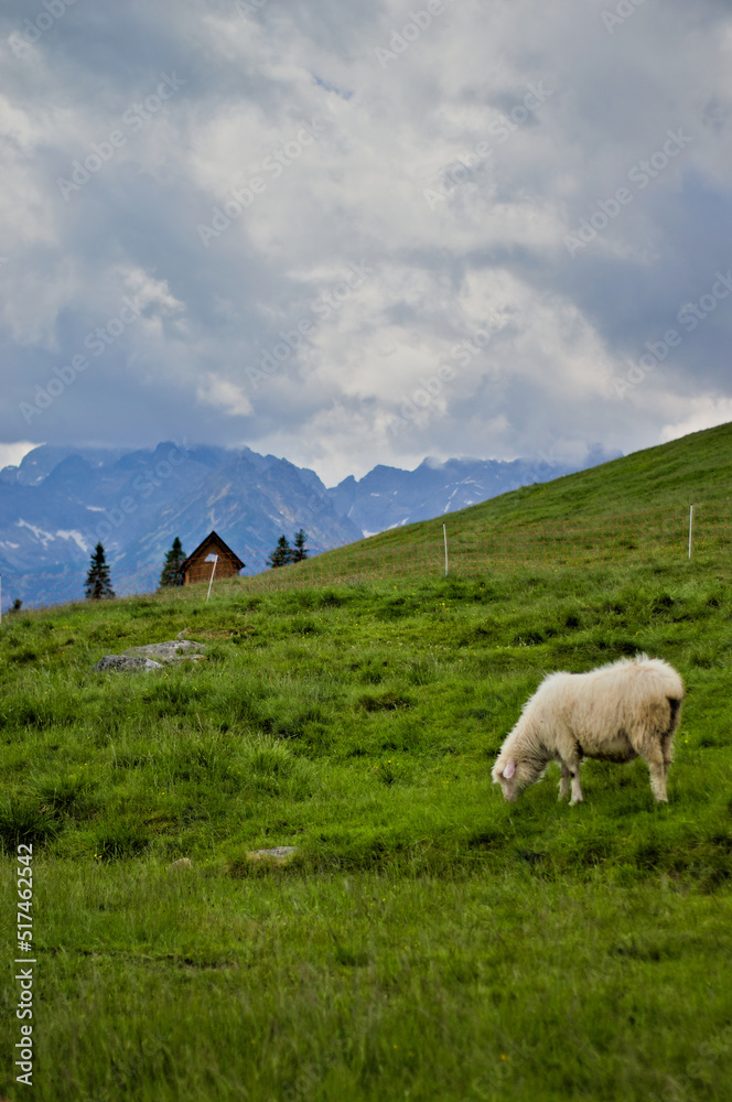 Pasąca się owca na górskim, polskim zboczu, na hali, w tatrach, szlak na Morskie Oko, Zakopane.