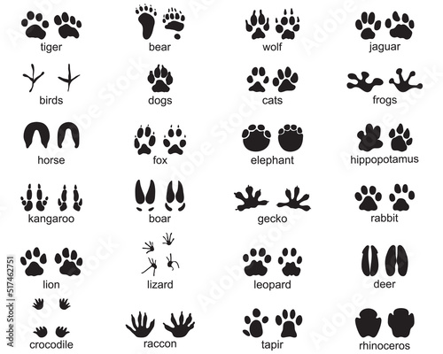 Set of footprints of wild animals on a white background	