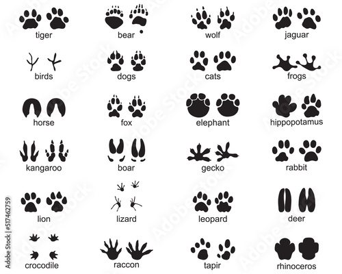 Set of footprints of wild animals on a white background	 photo