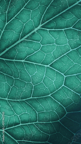 Plant leaf closeup. Mosaic pattern of nerve and veins. Abstract vertical background on vegetable theme. Beautiful nature backdrop. Green-blue tinted phone wallpaper. Horseradish leaf structure. Macro #517462763