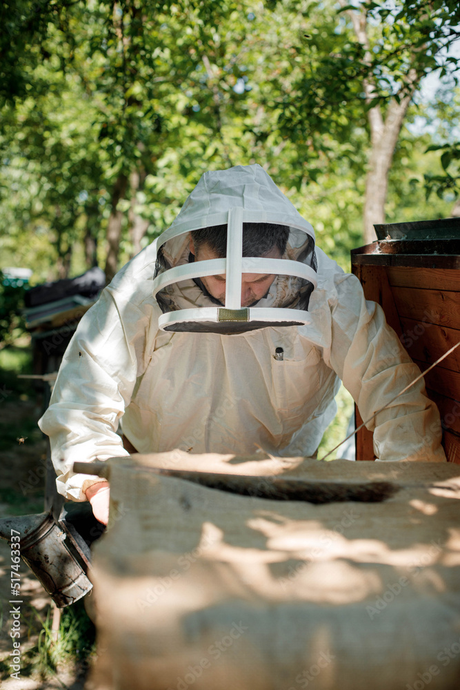 Beekeeper on apiary. Beekeeper is working with bees and beehives on the apiary. Beekeeper on apiary. Beekeeper is working with bees and beehives on the apiary.