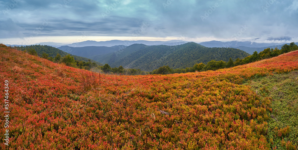 Panorama of the autumn Carpathian mountain pastures. The first frosts turned blueberry bushes red. Low clouds promise rain
