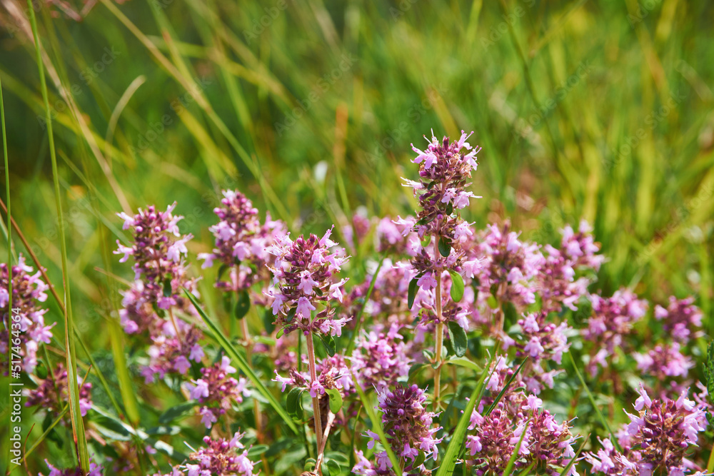 The macrophoto of herb Thymus serpyllum, Breckland thyme. Breckland wild thyme, creeping thyme, or elfin thyme blossoms close up. Natural medicine. Culinary ingredient and fragrant spice in habitat The macrophoto of herb Thymus serpyllum, Breckland thyme. Breckland wild thyme, creeping thyme, or elfin thyme blossoms close up. Natural medicine. Culinary ingredient and fragrant spice in habitat