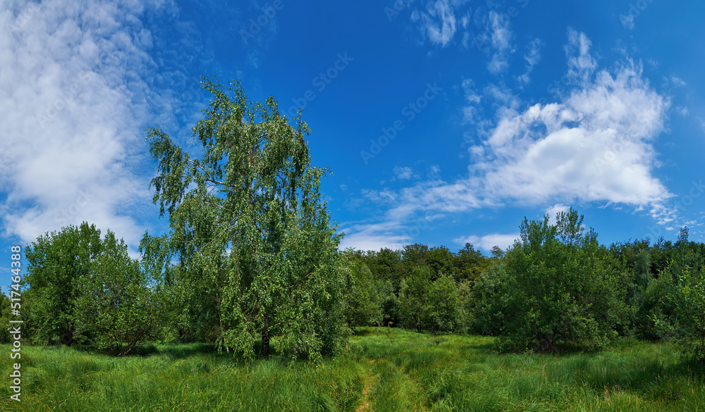 Summer landscape with bright greenery. Beautiful meadow with tall grass. Dirt road almost overgrown