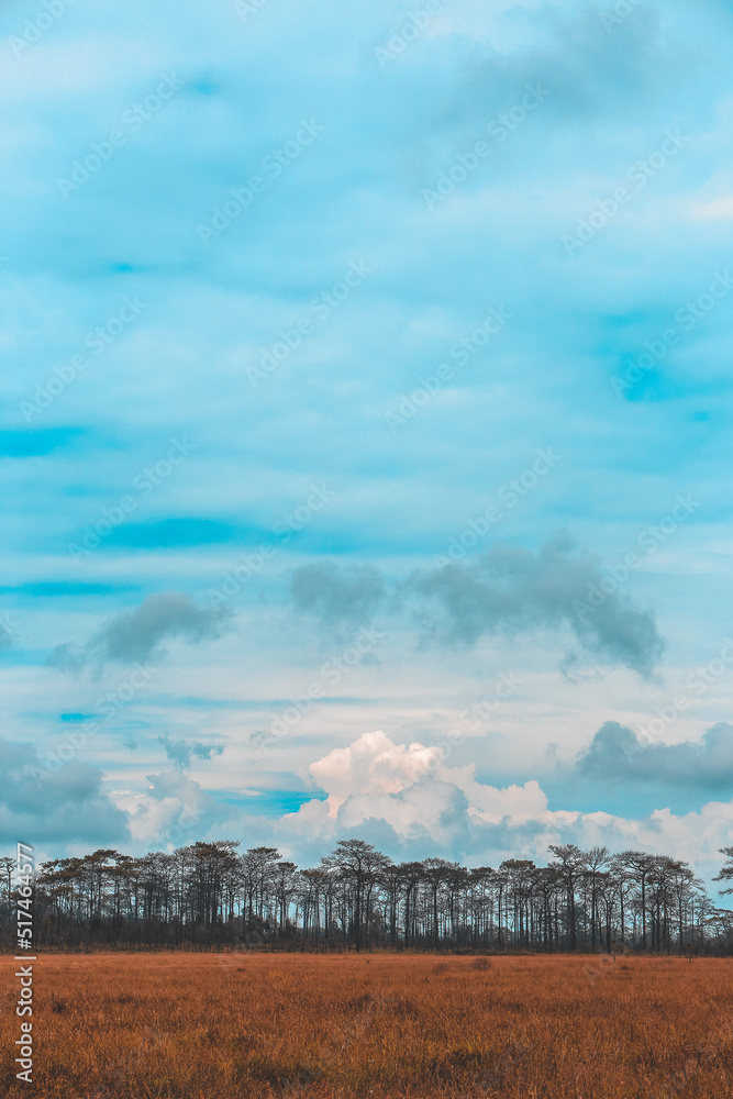 Fototapeta premium Landscape, grassland and panoramic sky