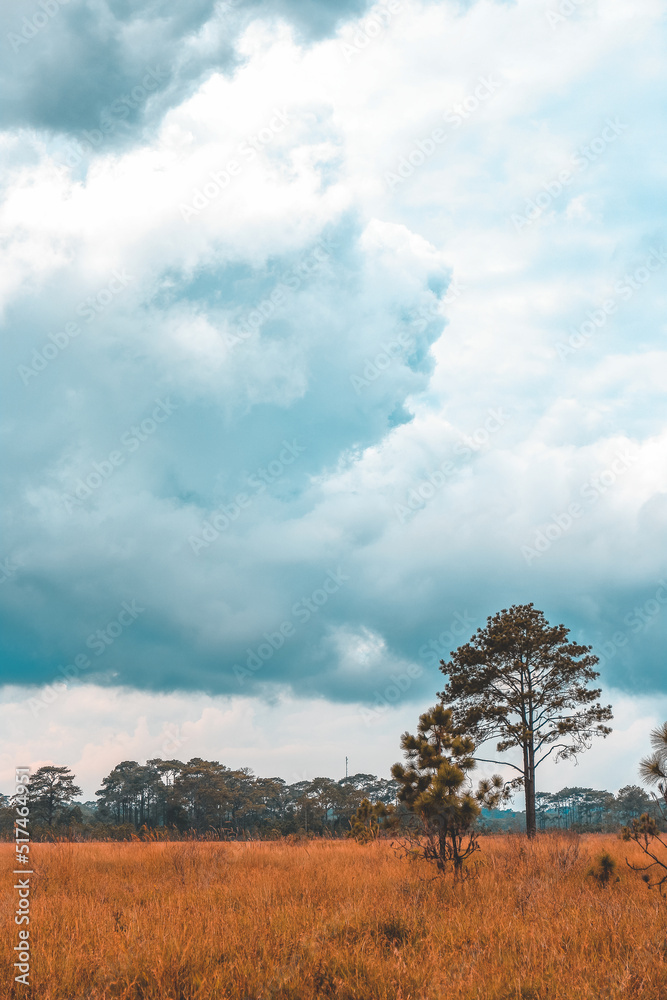 Landscape, grassland and panoramic sky Landscape, grassland and panoramic sky
