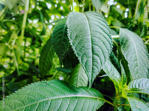 Foto close up of Himalayan balsam leaves