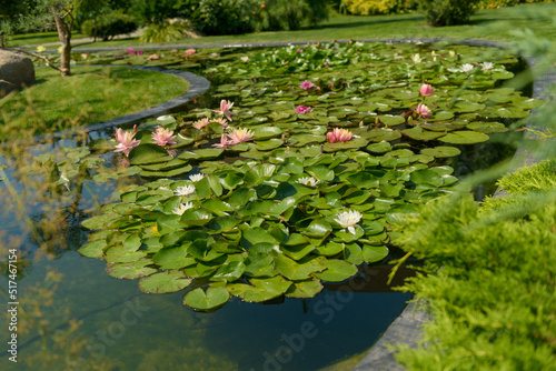 garden pond with blooming water lilies © Serhii Savchenko