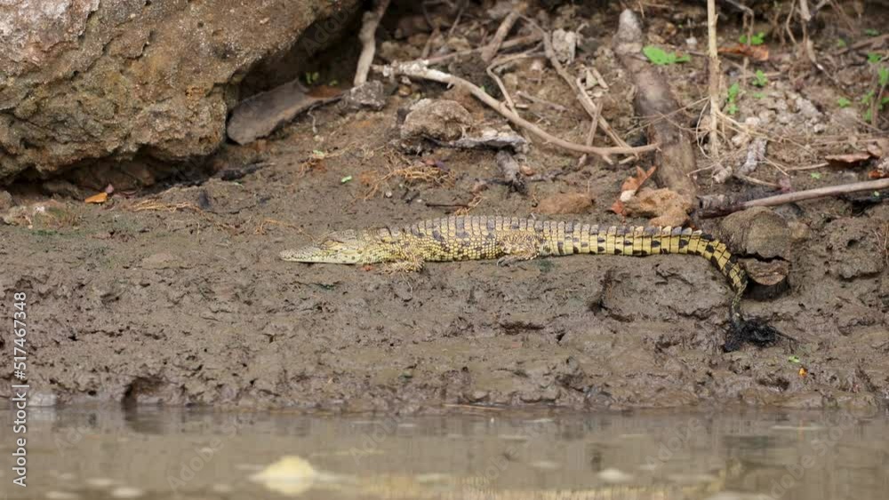 Crocodile on the bank of the Rufiji River in Tanzania, East Africa Crocodile on the bank of the Rufiji River in Tanzania, East Africa