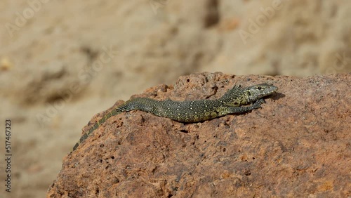 Water monitor lizard in protected natural habitat along the Rufiji River bank, Tanzania photo