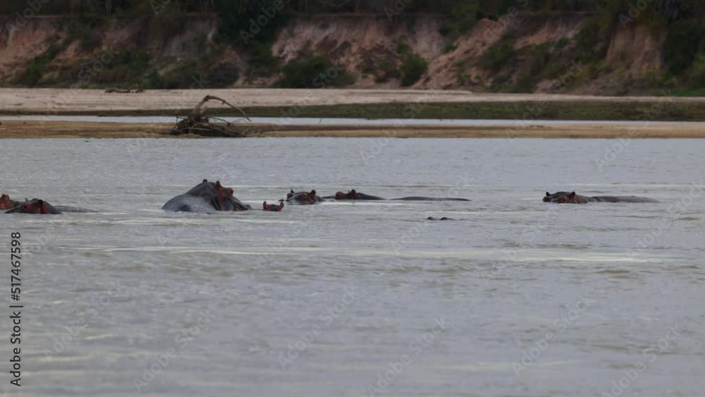 Hippos in the water along the Rufiji River in Tanzania Hippos in the water along the Rufiji River in Tanzania