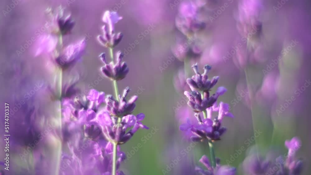 Blooming lavender in a field at sunset. Provence, France. Close up. Selective focus. Slow motion. Lavender flower spring background with beautiful purple colors and bokeh lights. Blooming lavender in a field at sunset. Provence, France. Close up. Selective focus. Slow motion. Lavender flower spring background with beautiful purple colors and bokeh lights.