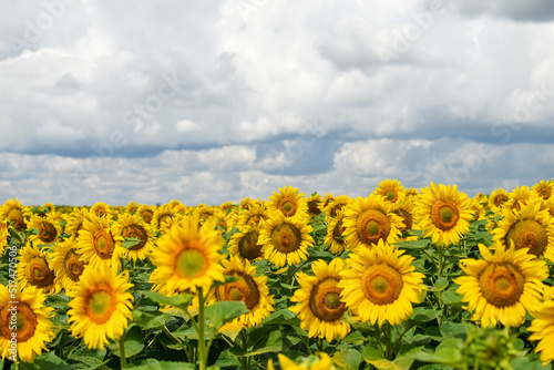 Sunflower field in the summer with stormy sky before rain. Copy space. Selective focus.