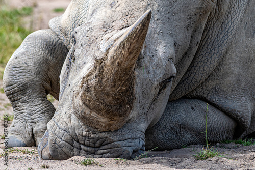 Photo A closeup shot of the head of a White Rhino lying on the ground