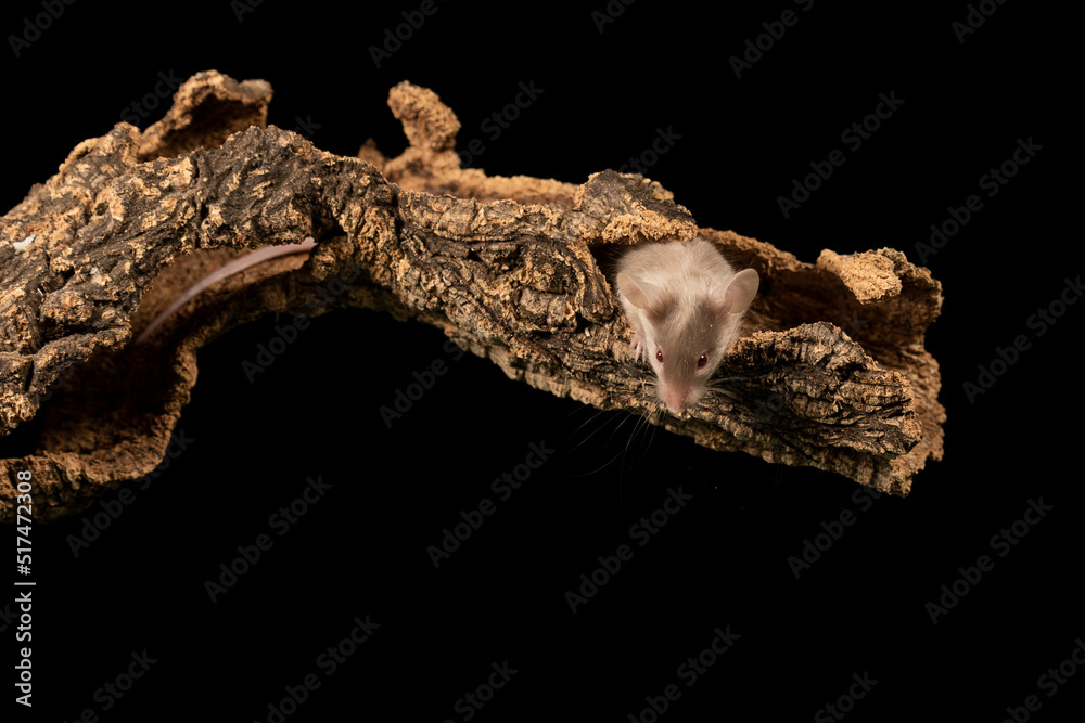 raton comun sobre un tronco con fondo negro