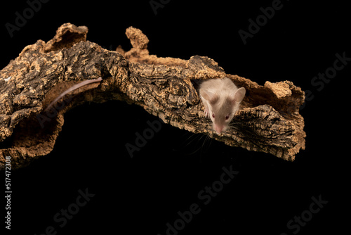 raton comun sobre un tronco con fondo negro