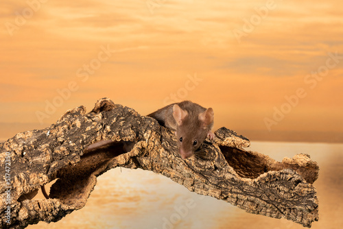 raton comun sobre un tronco con fondo de cielo naranja  al atardecer 