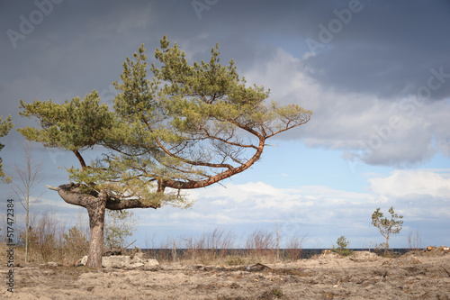 Samotne drzewo na wydmach