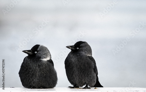 Dwa czarne ptaki